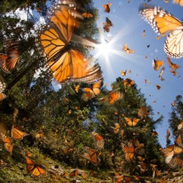 Hospital de Alajuela utiliza mariposario como terapia para pacientes